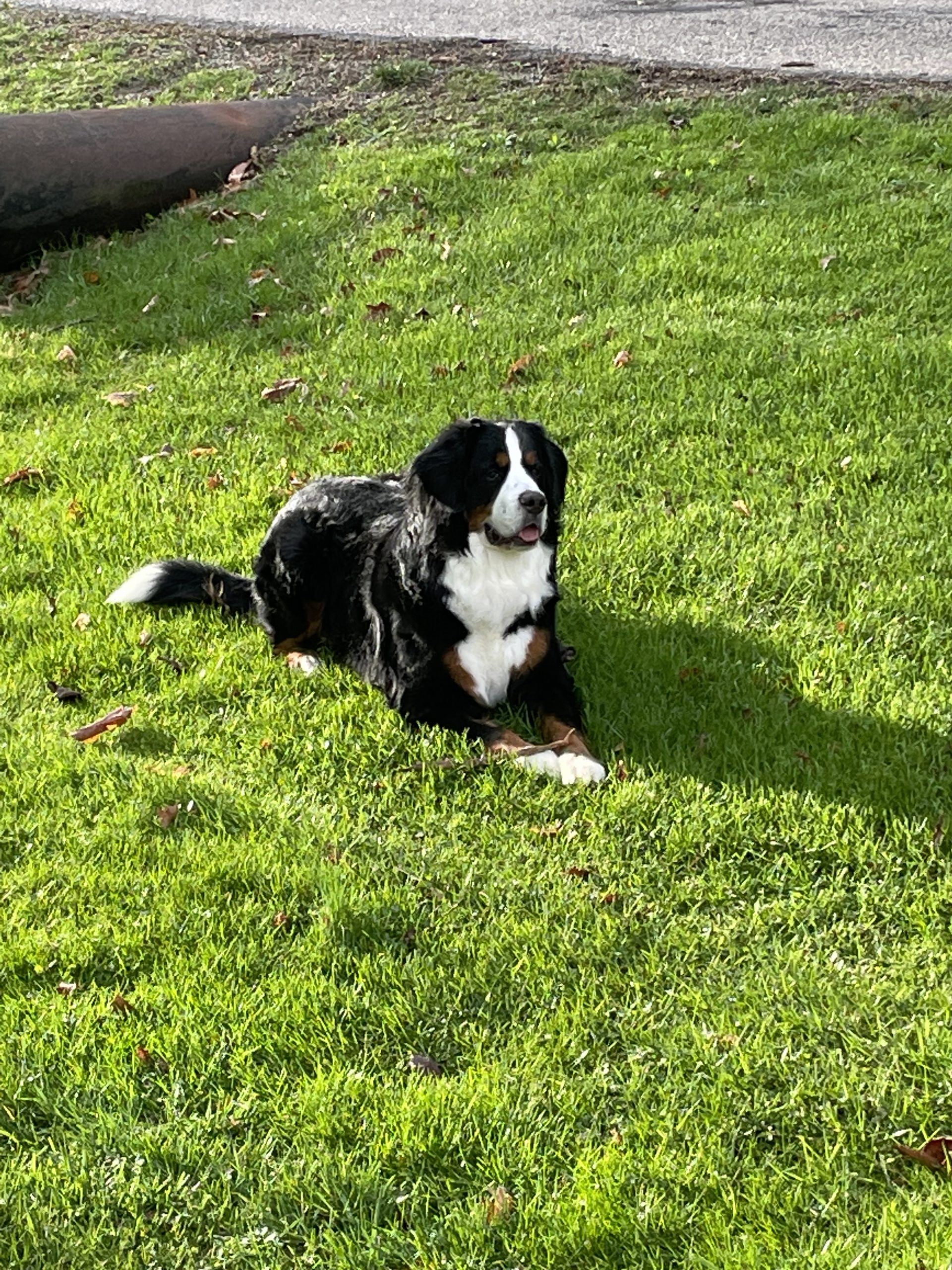 Dom Paws friendly dog in Columbus Ohio backyard