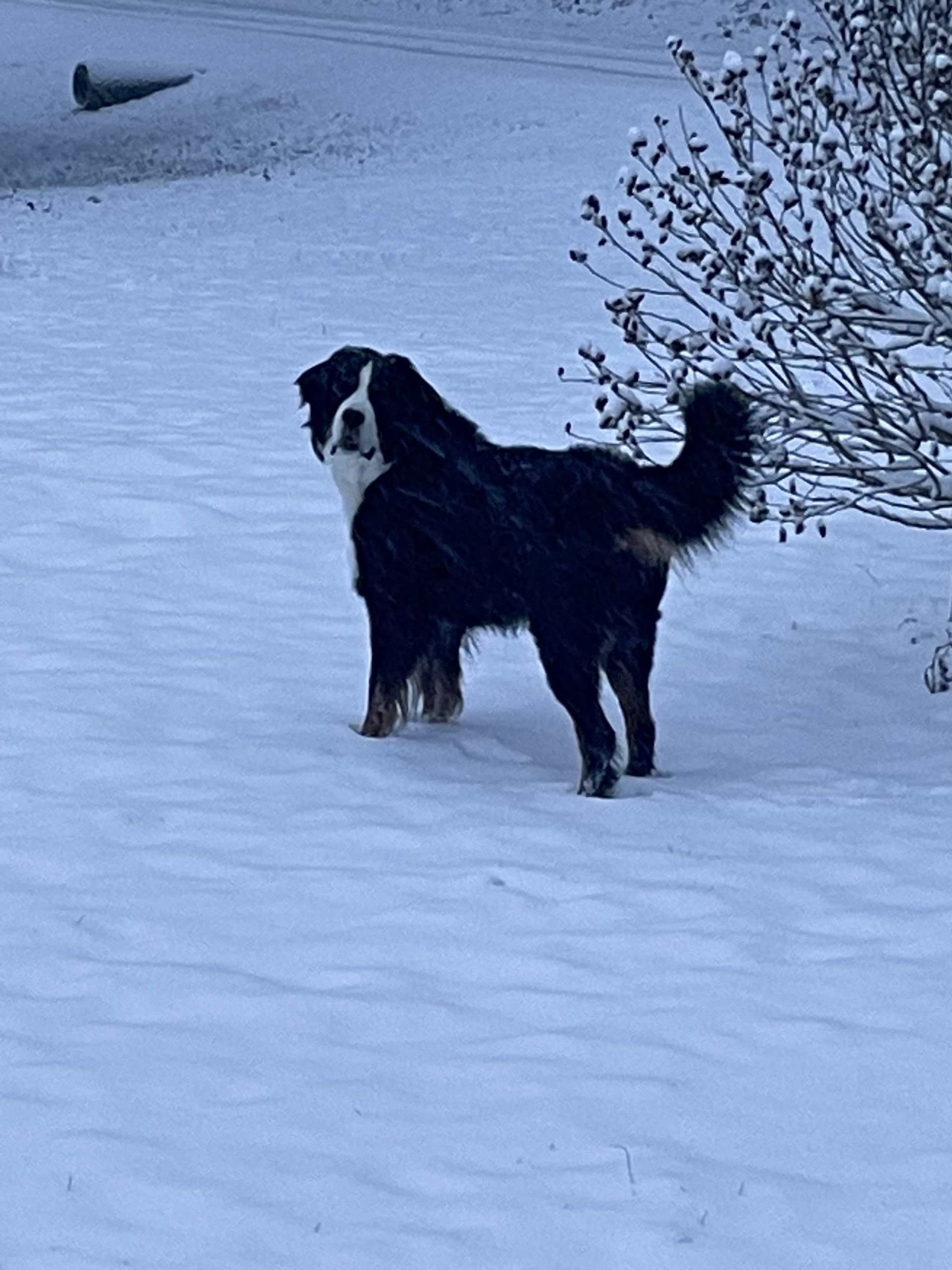 Dom Paws year-round service through Ohio winters